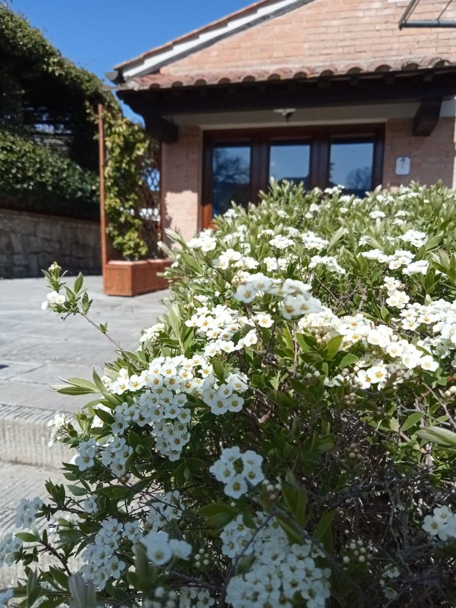 Iris, Raccianello farmhouse in San Gimignano: photo 2